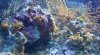 Rovinjski akvarij D4kFw.jpg